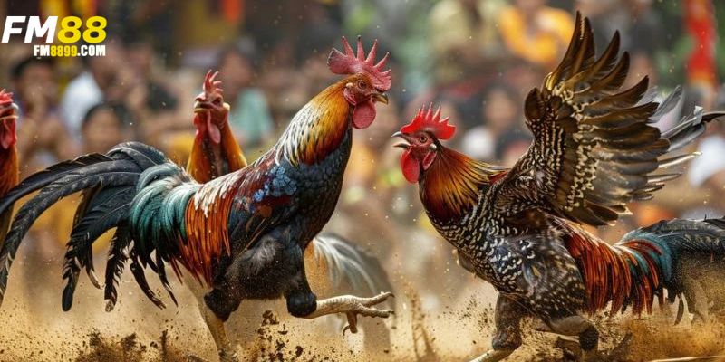 tính hợp pháp khi cá cược tại đá gà miền tây