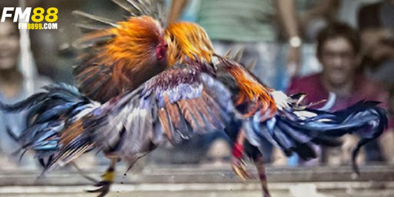 luận chơi cơ bản của các trận đấu đá gà miền tây