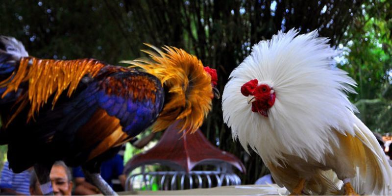 tìm hiểu thông tin về đá gà thomo