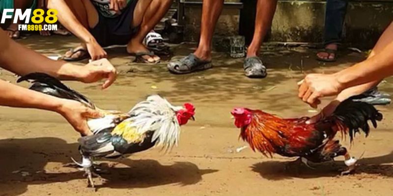 tìm hiểu thông tin về nét văn hoá đá gà miền tây