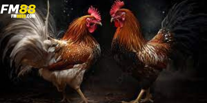 tìm hiểu thông tin về đá gà c1