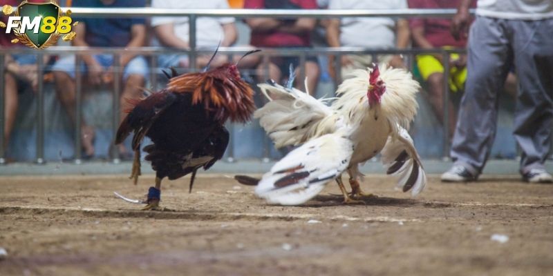 Đặt cược trực tiếp của đá gà FM88 dự đoán kết quả ngay trước khi gà ra sới