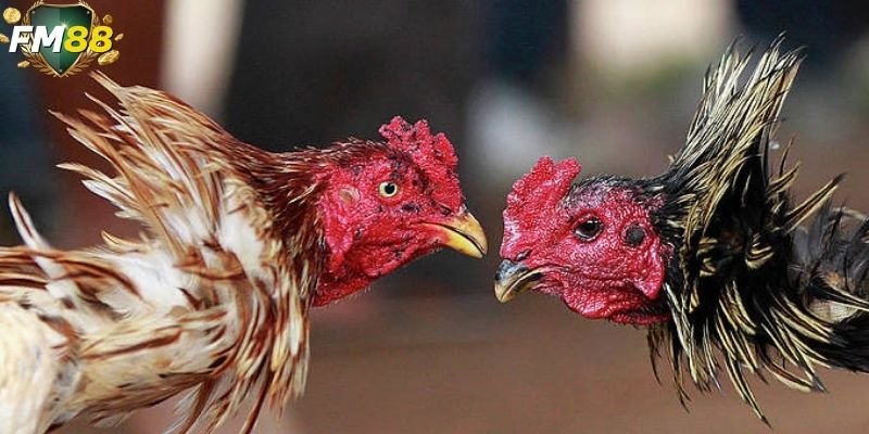 Người chơi cần đảm bảo đã đăng ký tài khoản