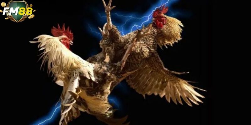 Người chơi được cung cấp nguồn dữ liệu trận đấu chính xác