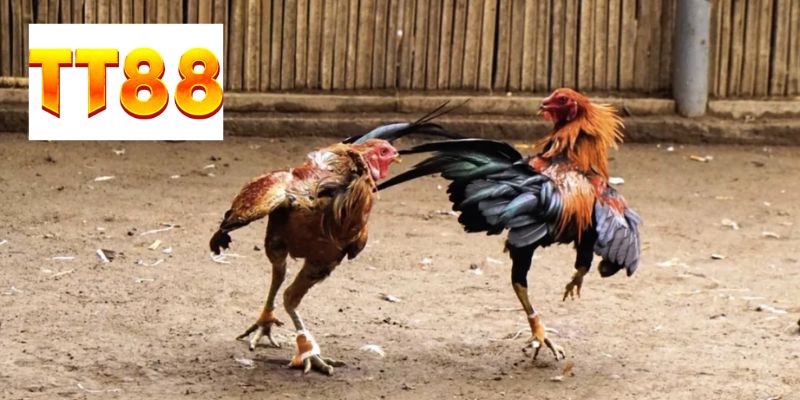 Đa dạng hình thức chọi gà cho mọi người chọn 
