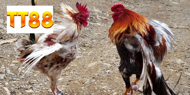 Sân chơi đá gà TT88 có nhiều ưu điểm 